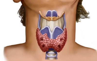 Норма гормонов щитовидной железы: какое содержание должно быть для детей и взрослых
